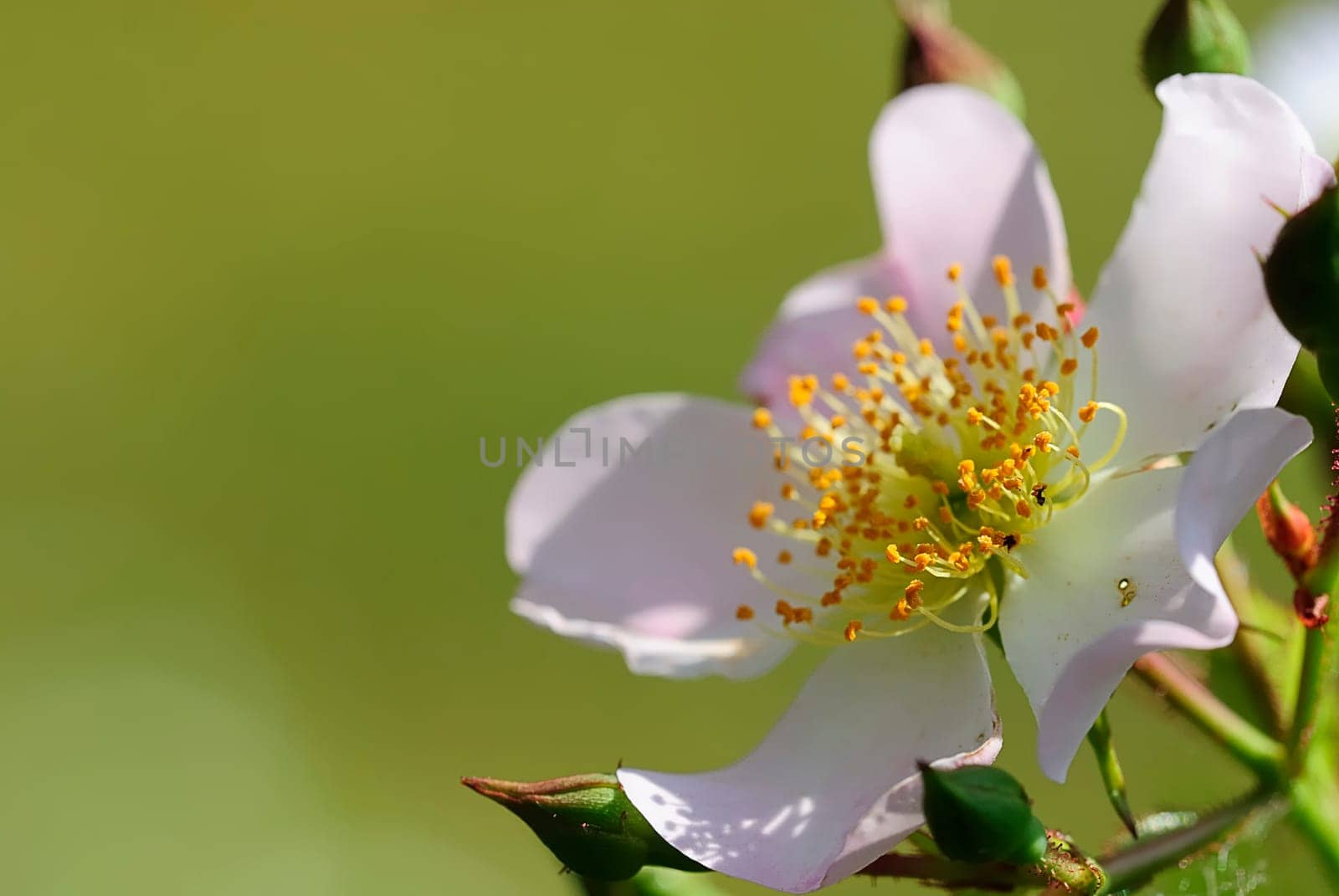 Anemones 2