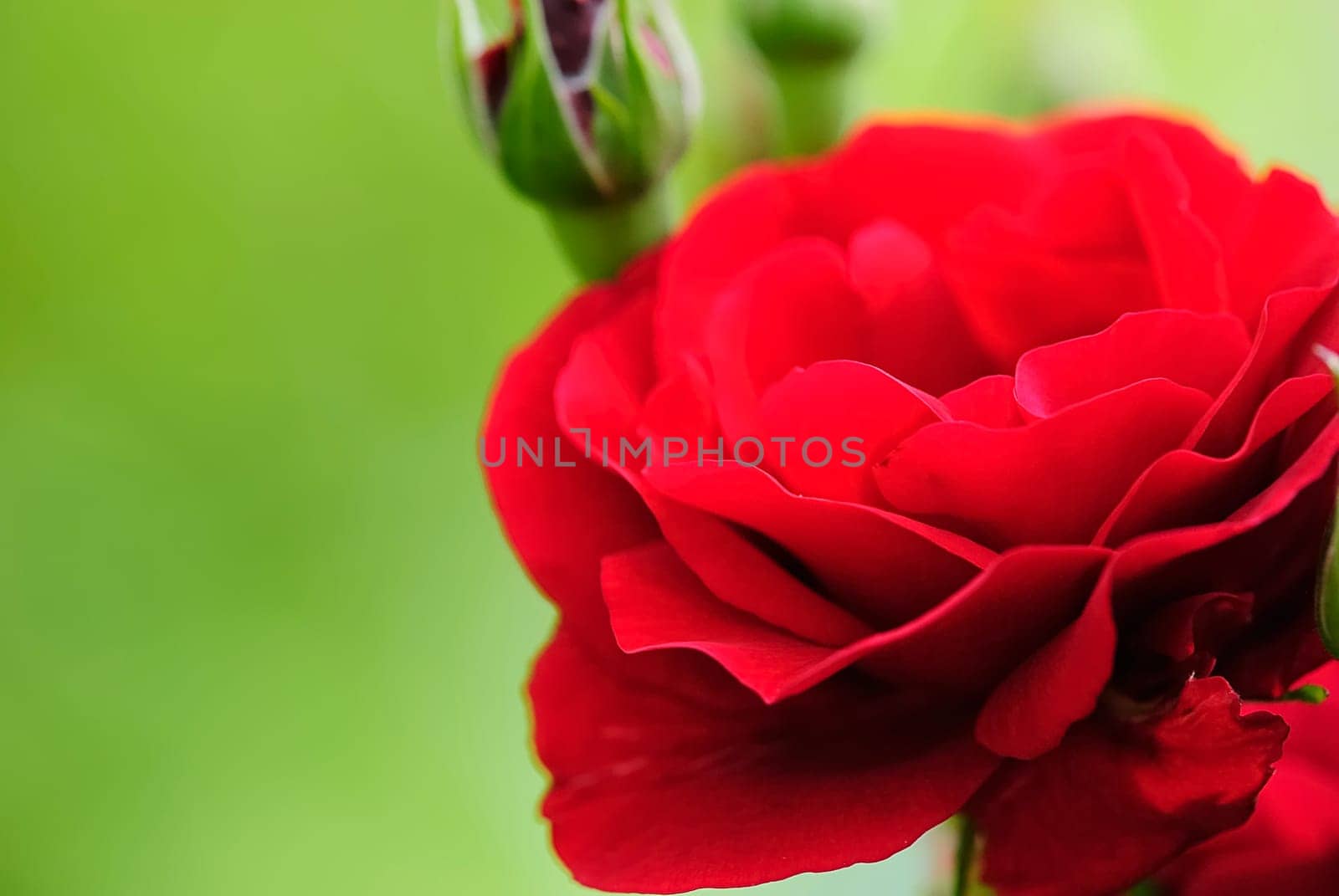 roses 1