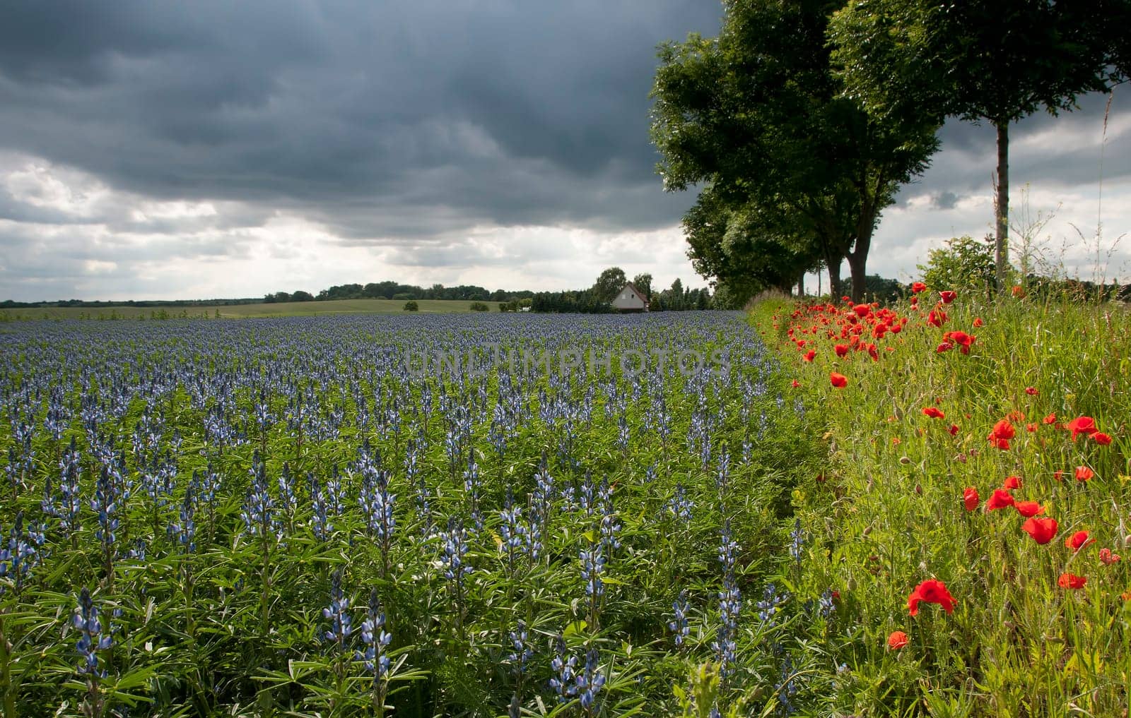 Lupine Field