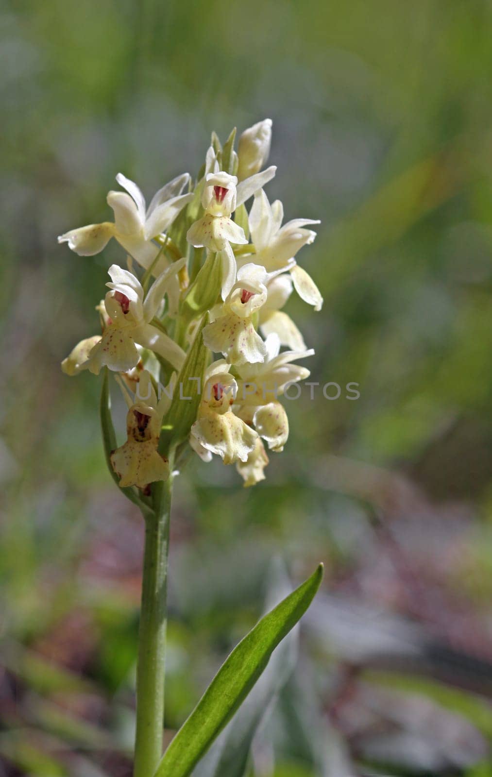 Dactylorhiza sambucina