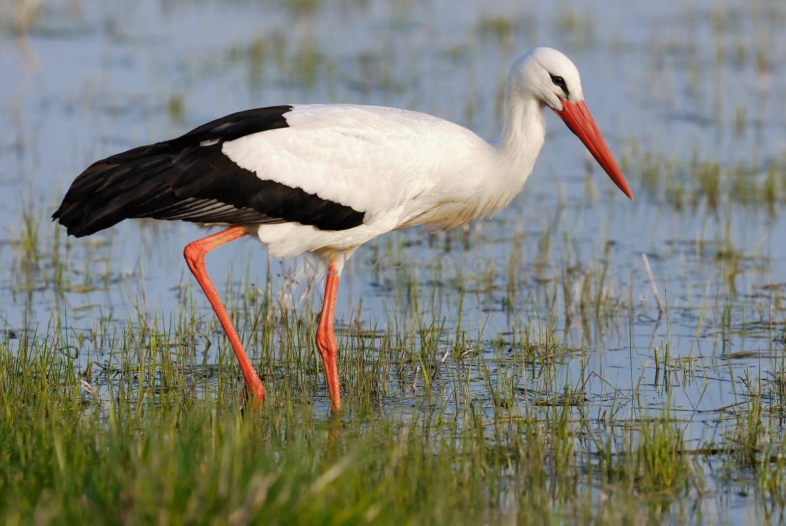 Stork foraging