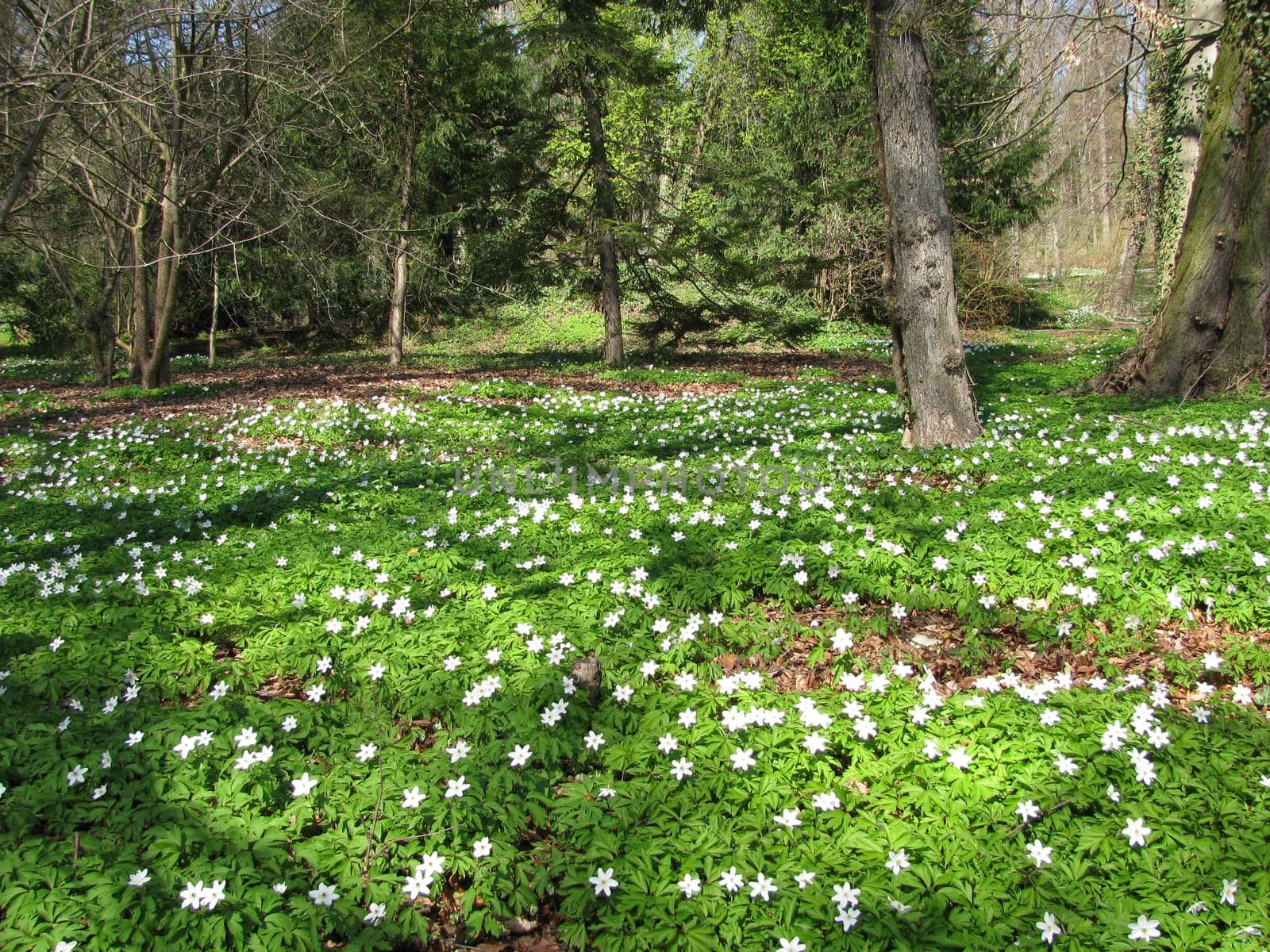 Forest with wood anemones
