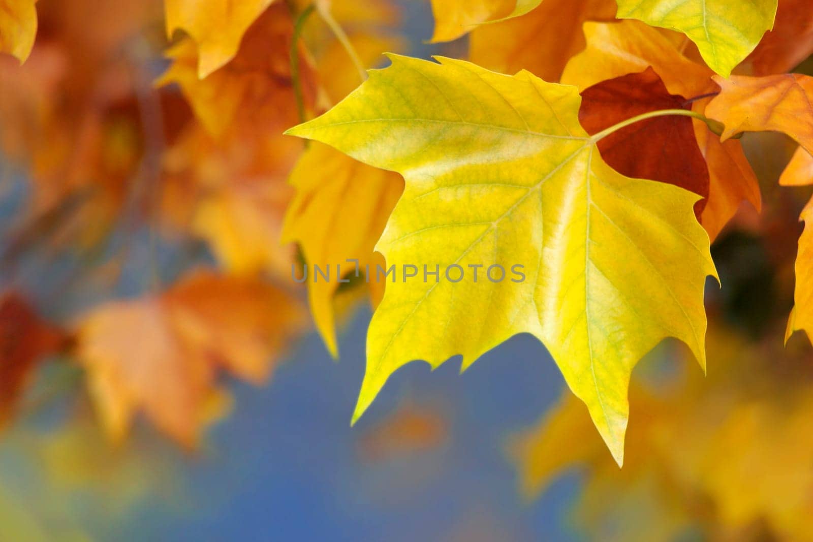 autumn leaves