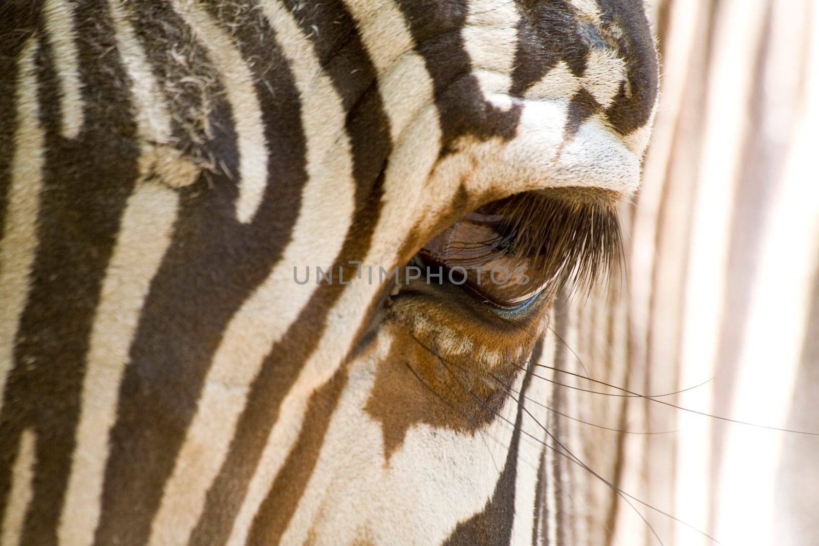Zebra Eye