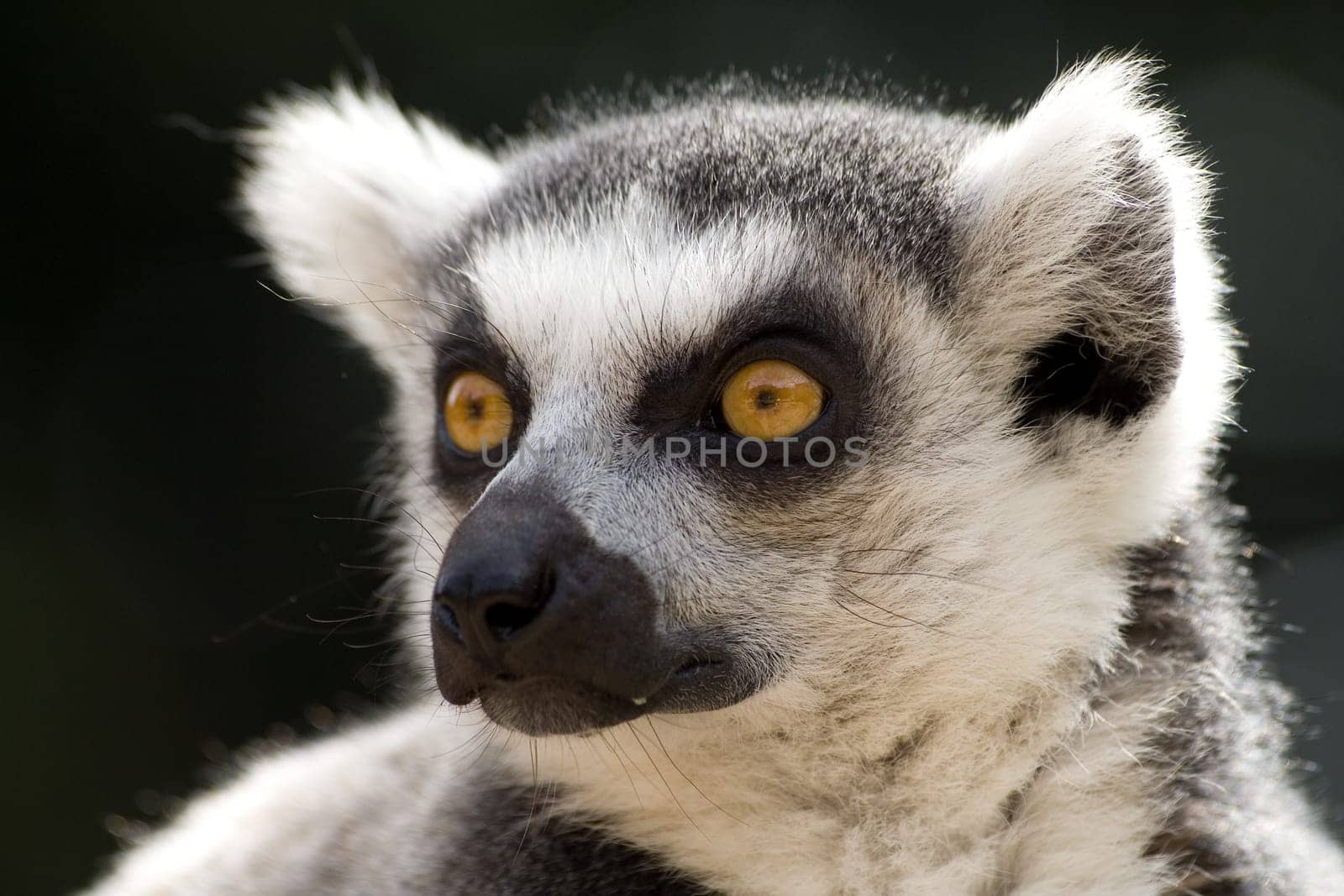 Lemur Catta