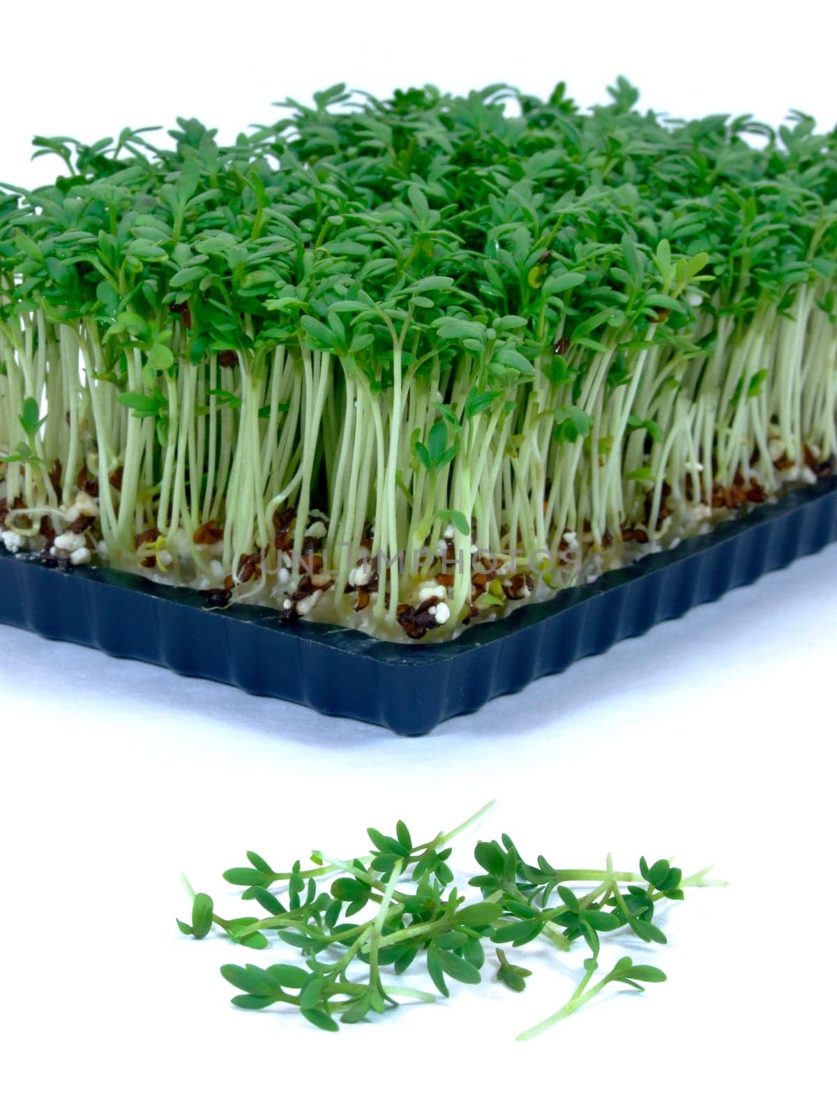 Garden cress (lepidium sativum)