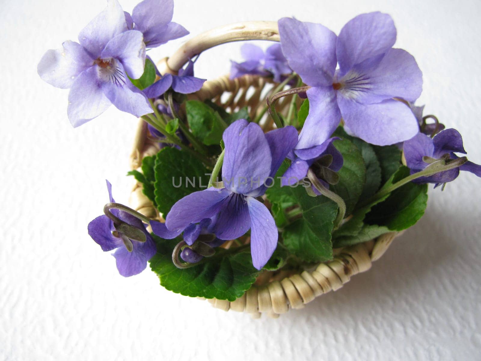 Collected scented violets,Viola odorata