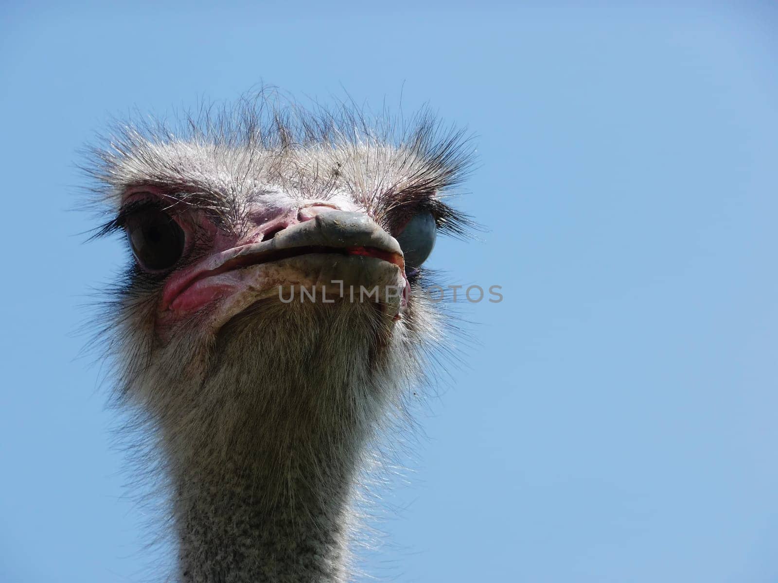 Ostrich