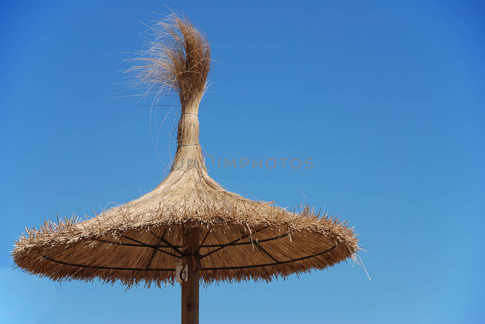 parasol