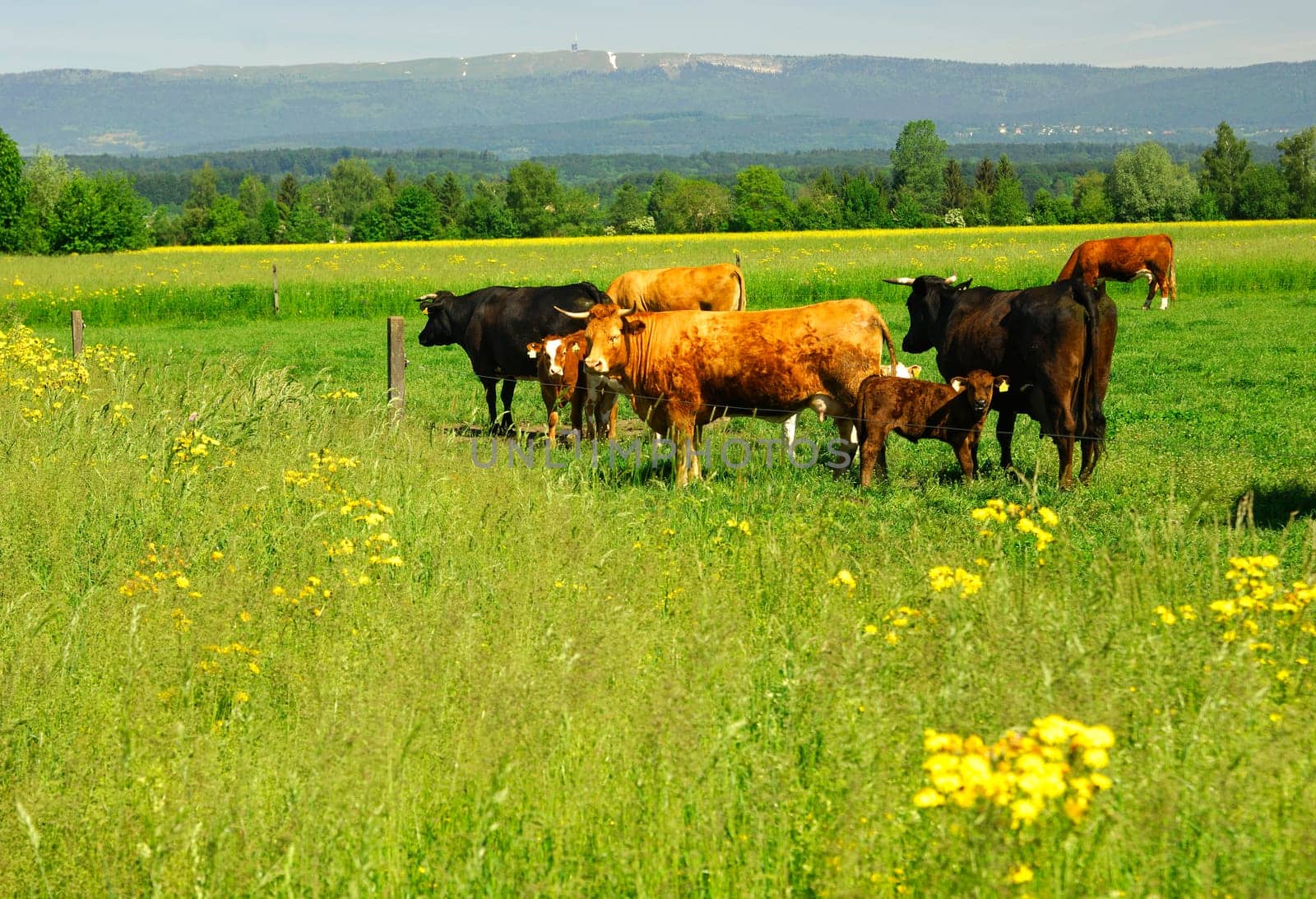 Cows in the pasture
