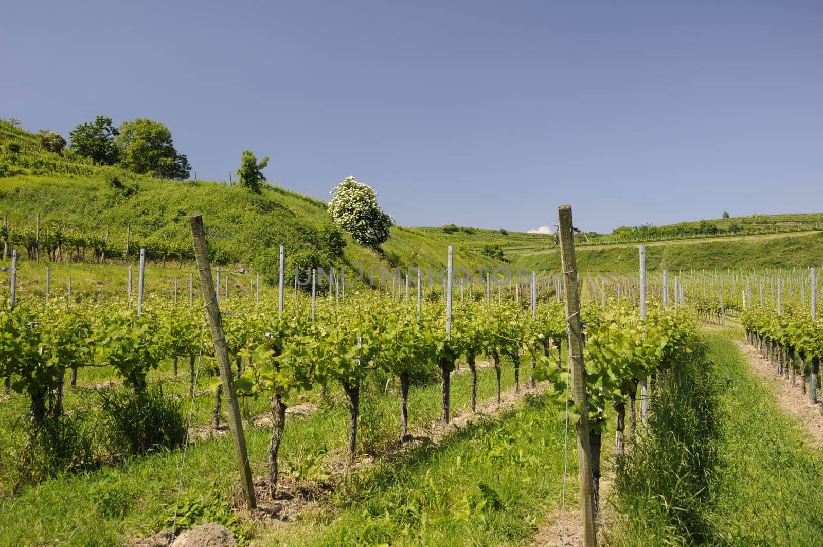 Vineyard near Burkheim am Kaiserstuhl