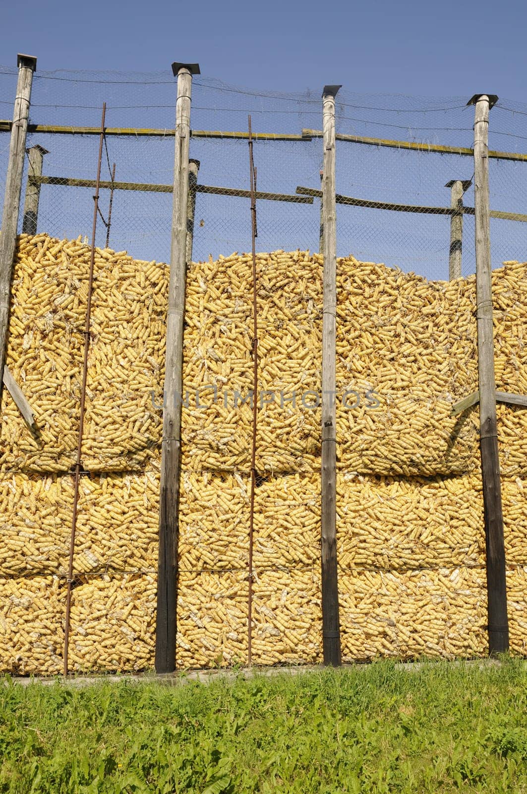 Corn