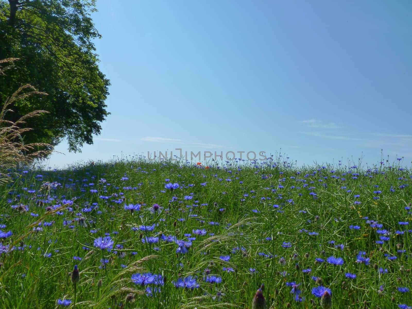 Cornflowers