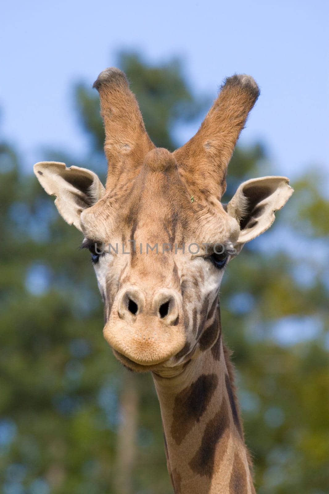 Giraffe Portrait