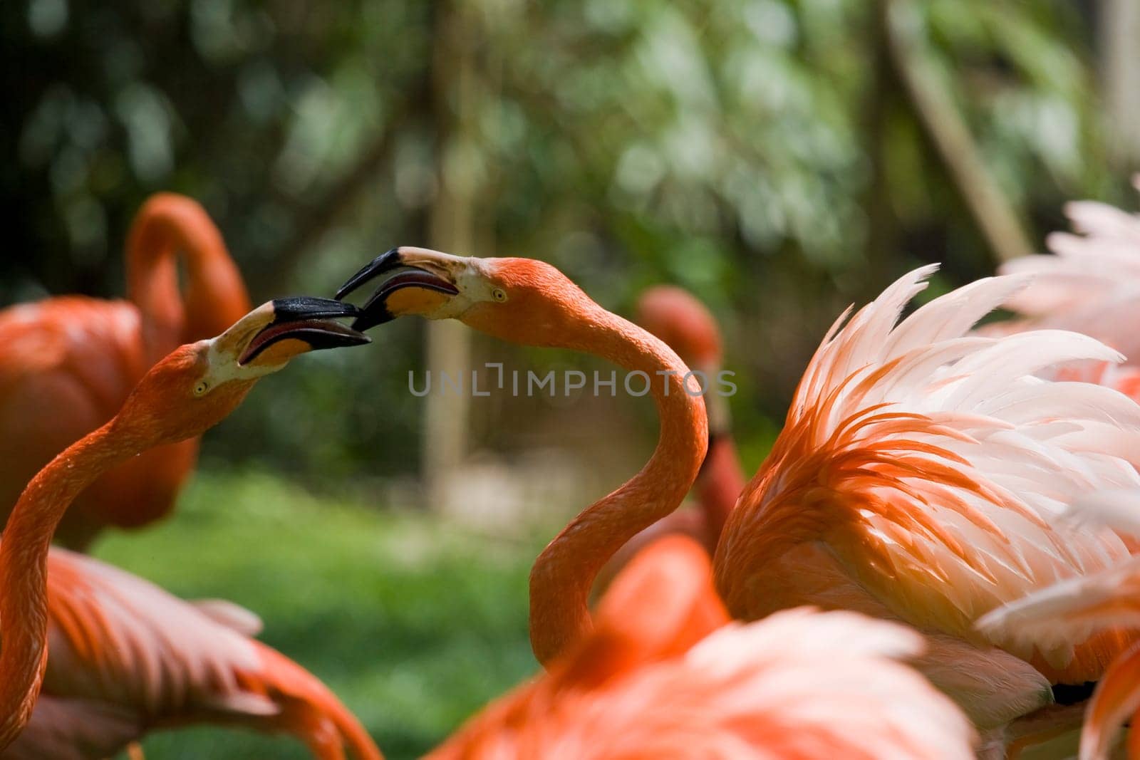 Flamingo Portrait