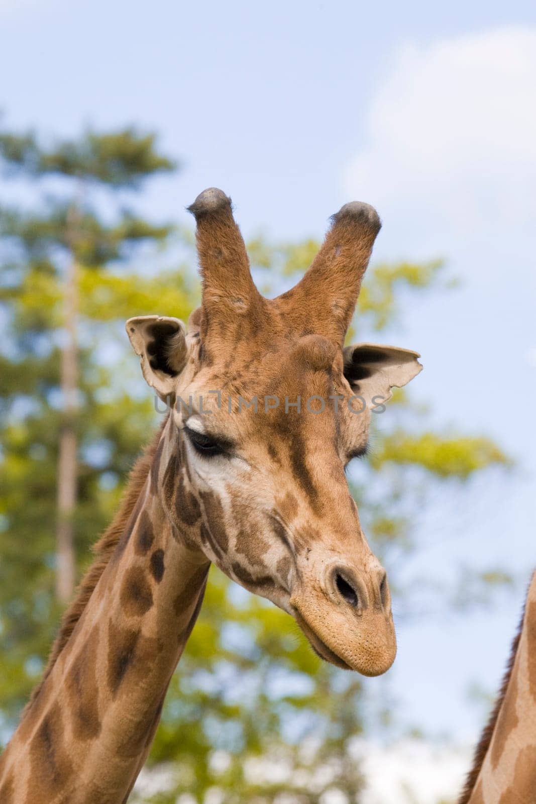 Giraffe Portrait