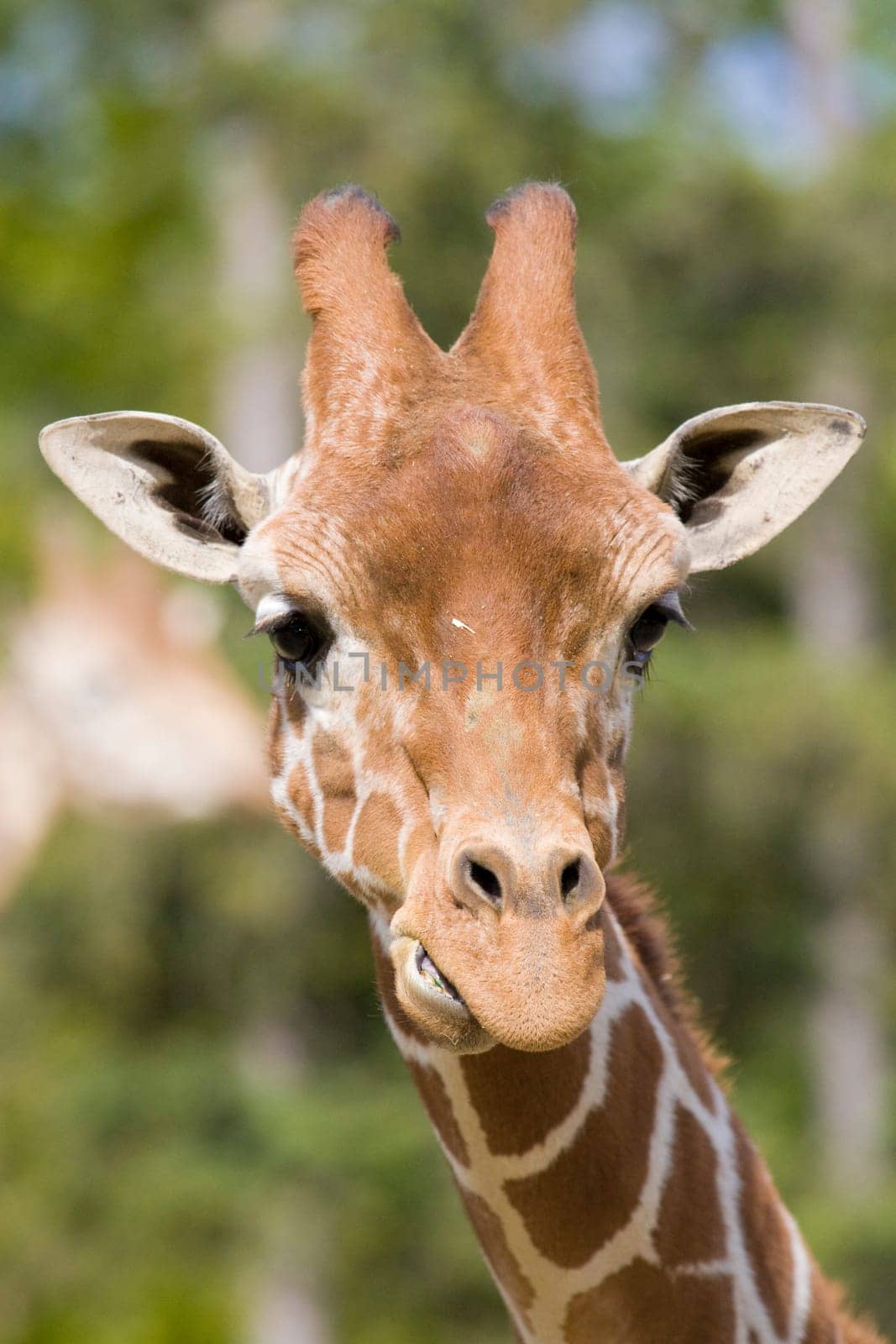 Giraffe Portrait