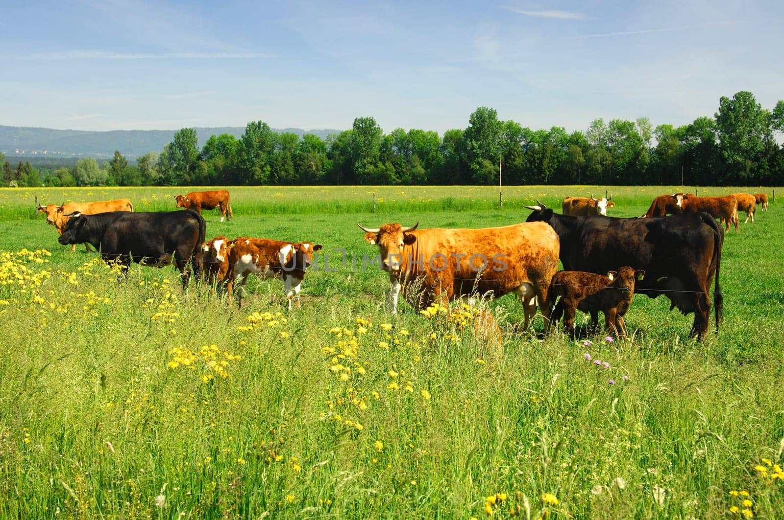 Cows in the pasture