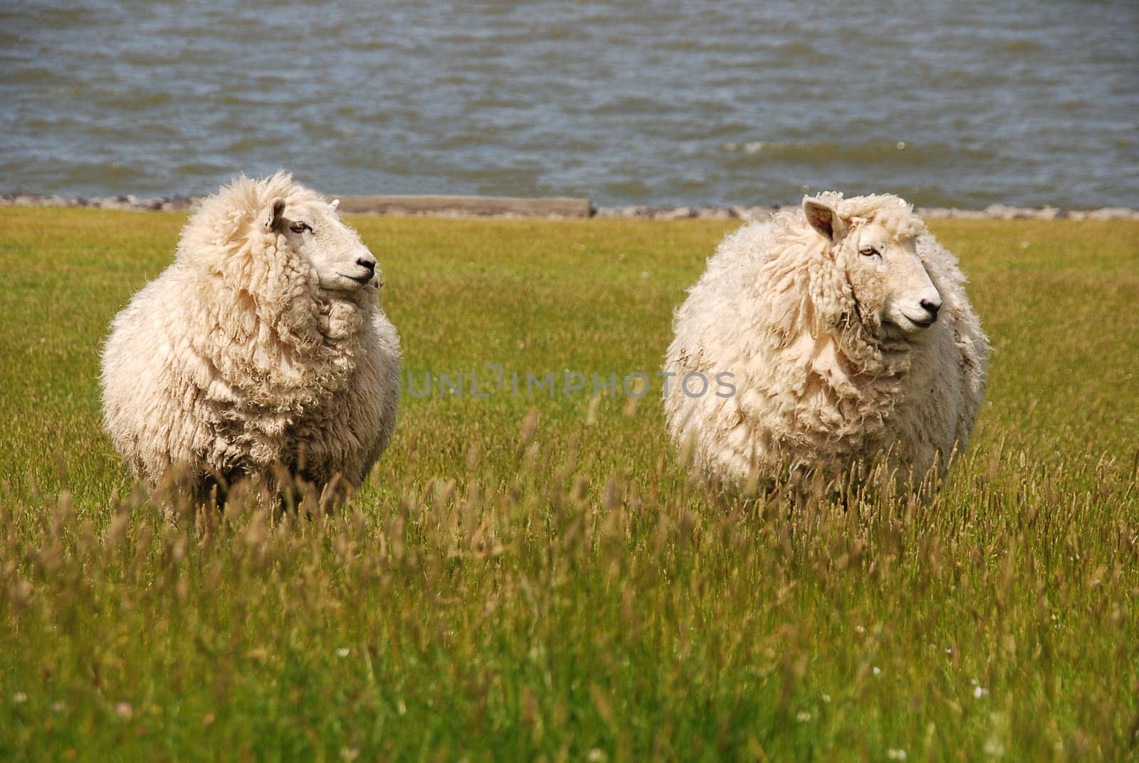 Two Sheep