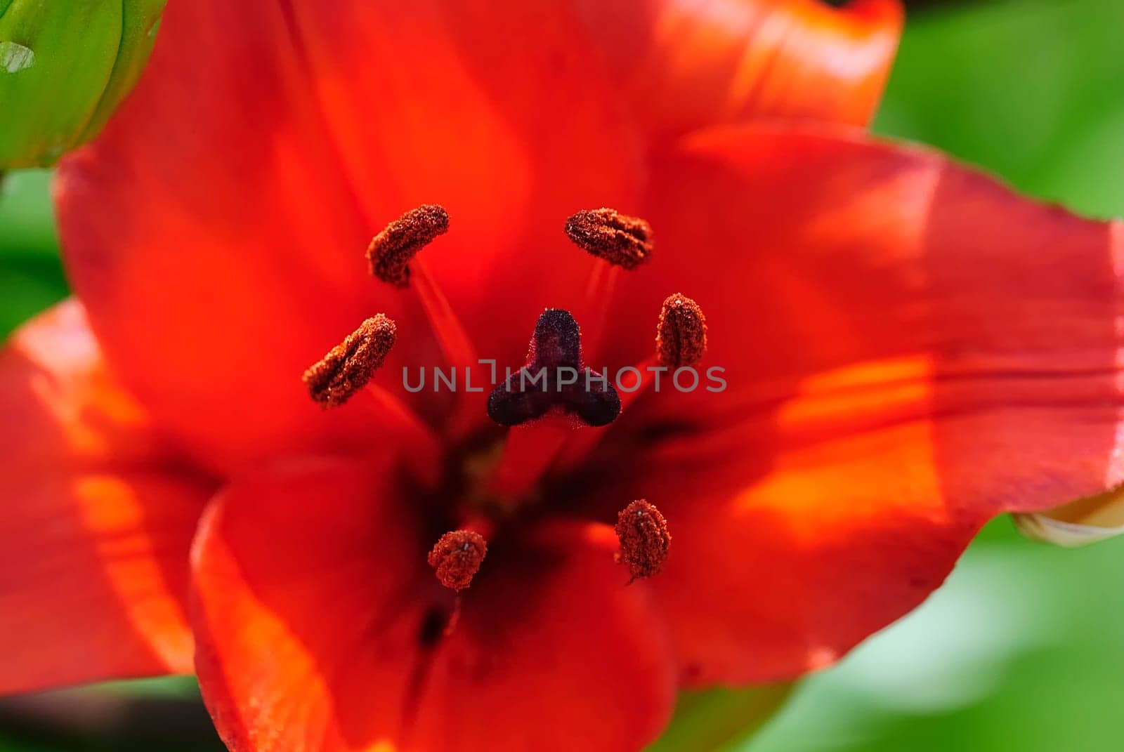 Flowering 41