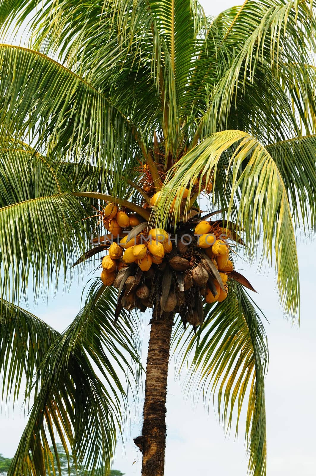 Palm tree coconuts