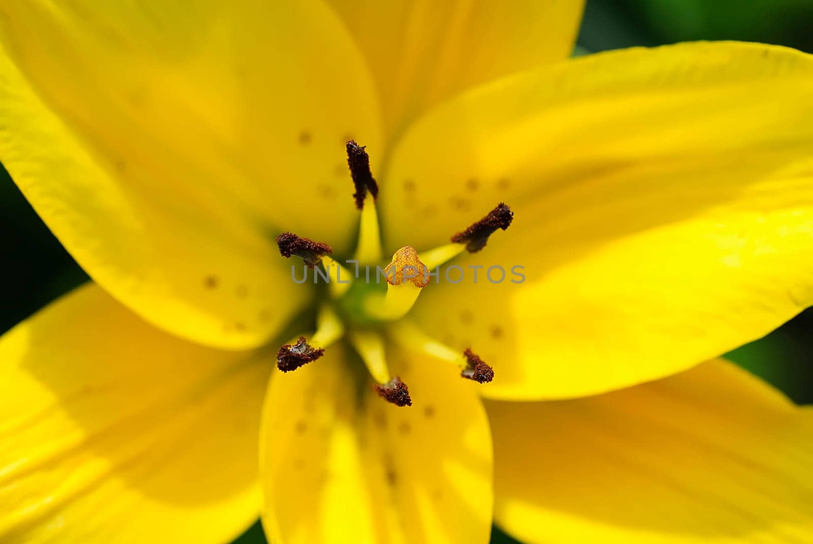 Blossom 37