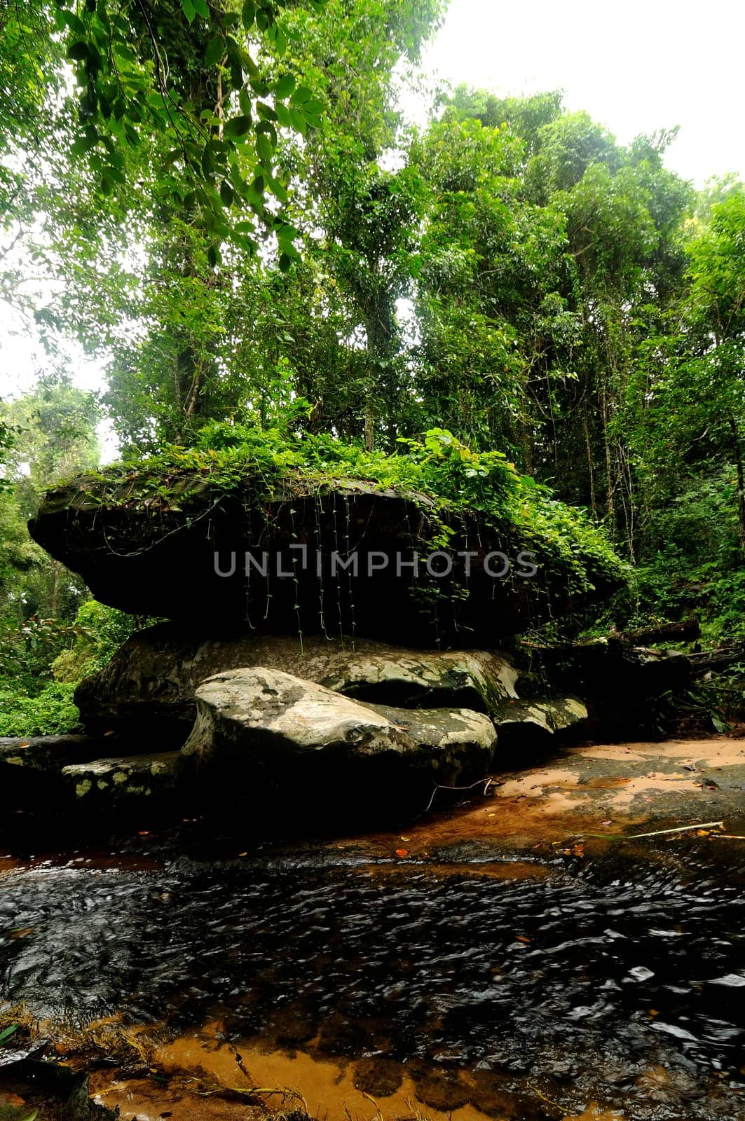 Rainforest