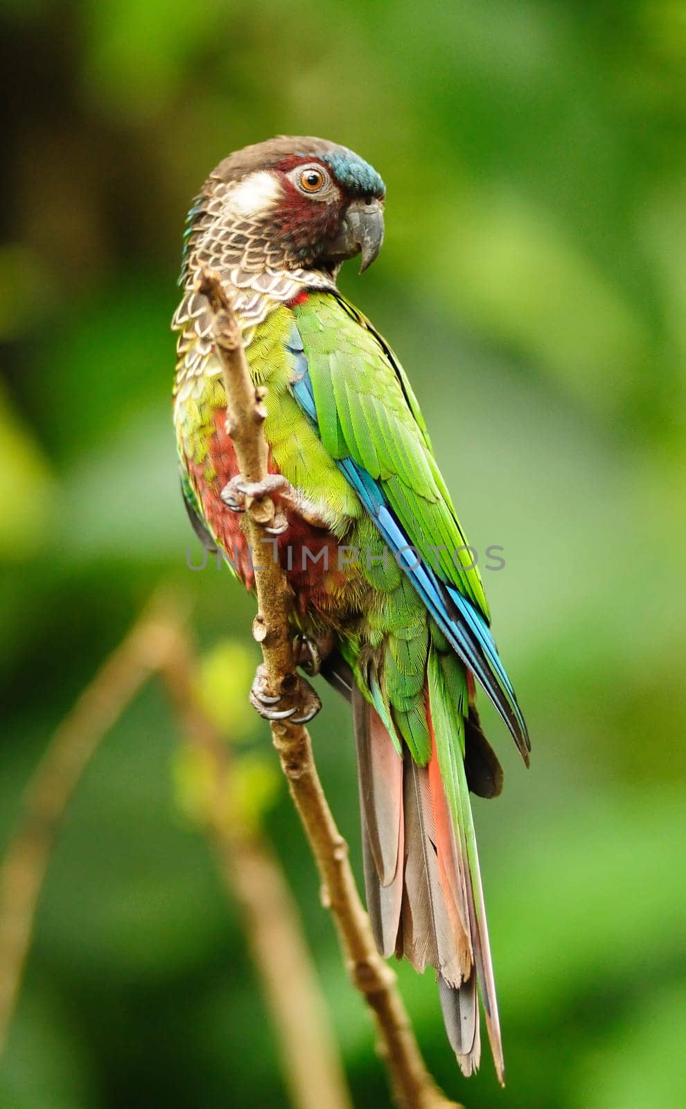 Parrot