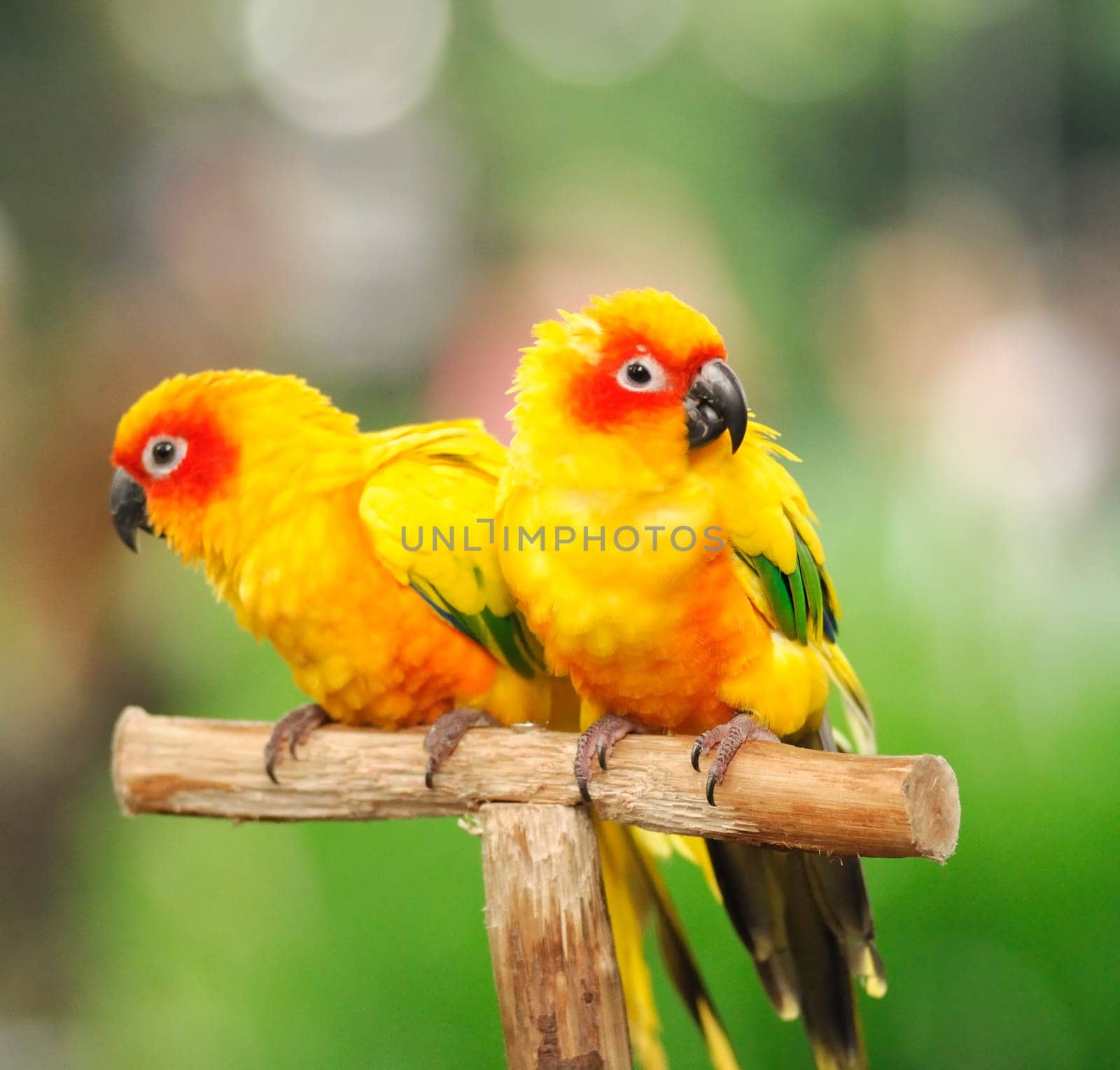 A colourful parrots