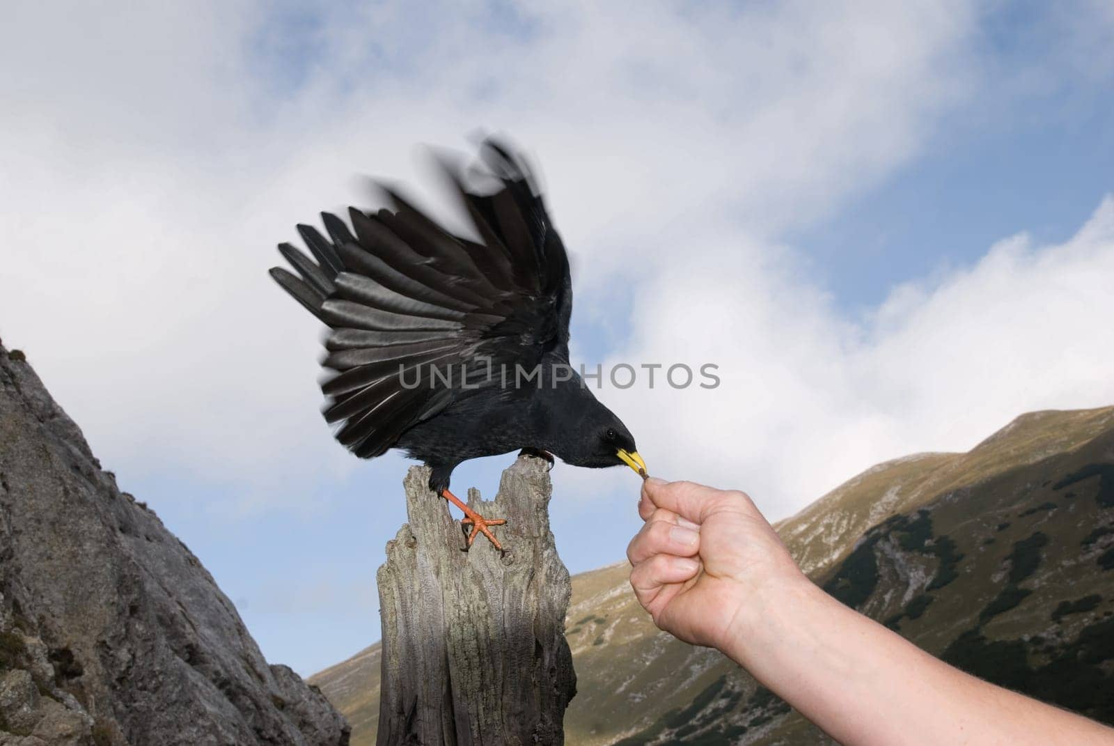 Mountain jackdaw