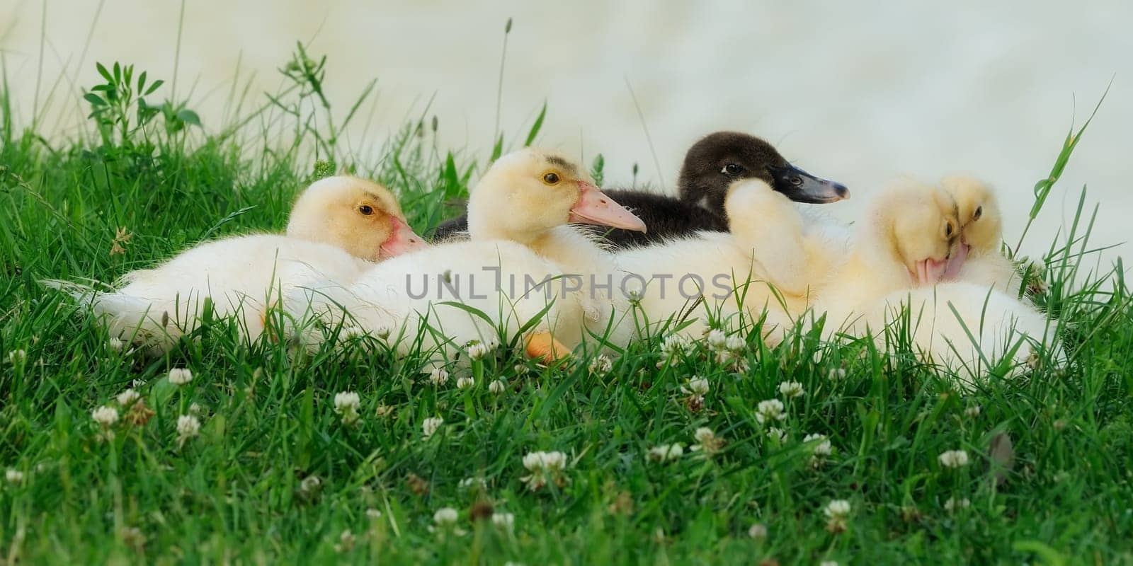 The wart duck,also known as mute,flying,turkey or barbary duck (from French. Canard de Barberie) is the domestic form of the musk duck.