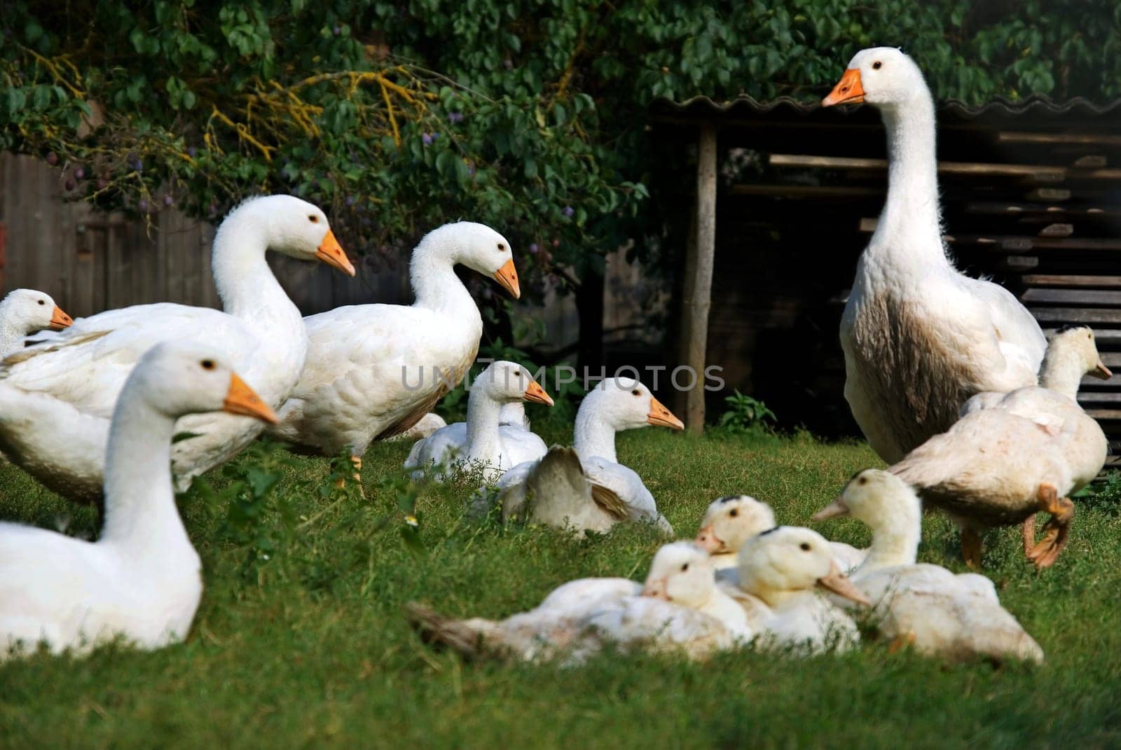 Altmühltal sheep