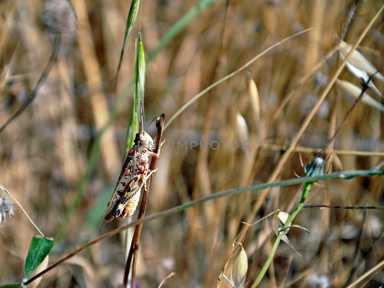 Grasshopper