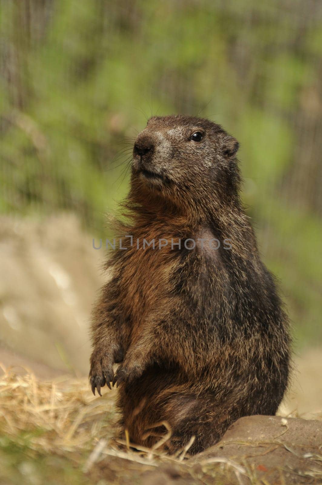 Marmot