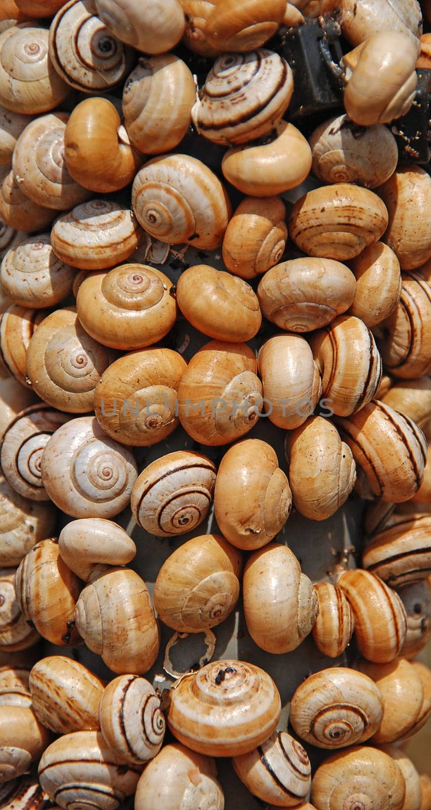 Snail shells