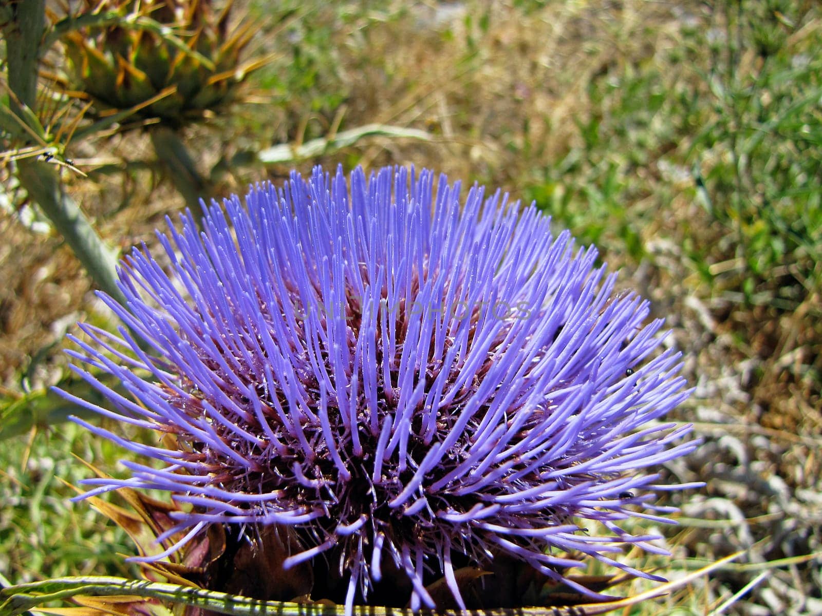 Thistle Blossom