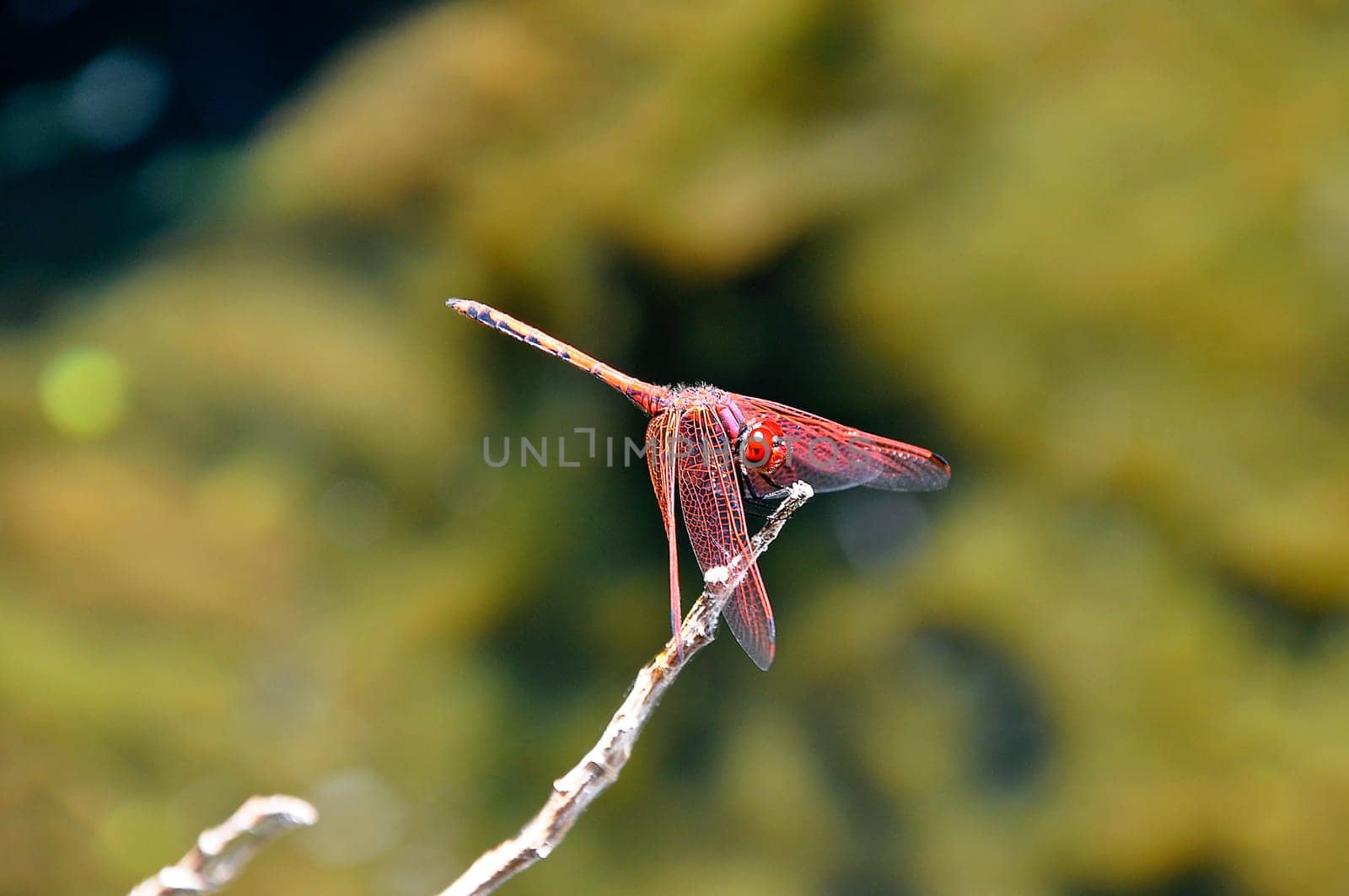 Red Dragonfly