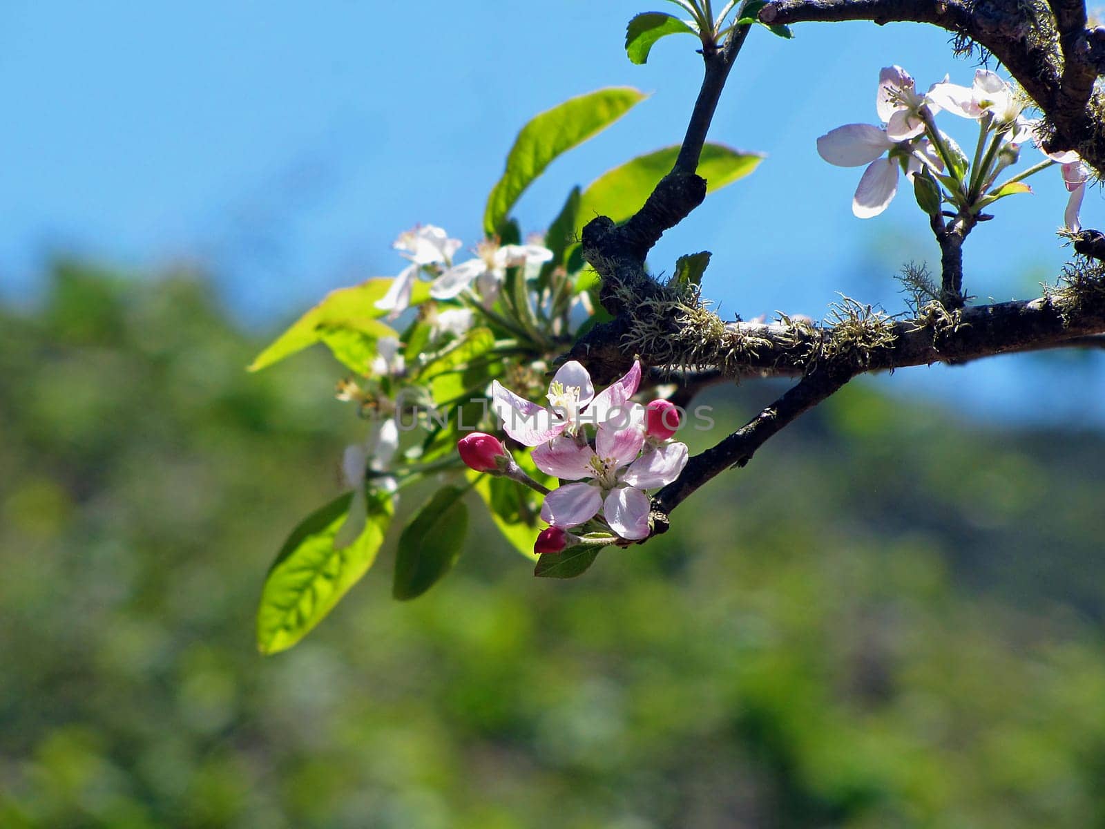 Apple blossom in Spain