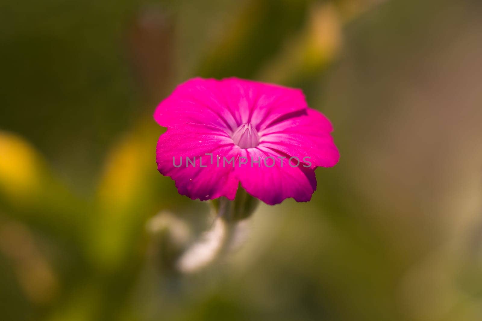 Geranium in the garden