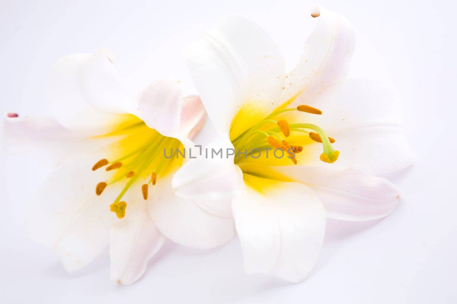 White Lilies