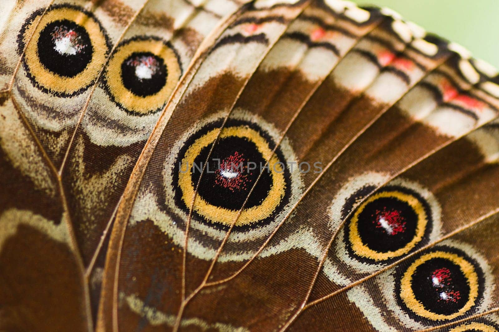 Part of butterfly wing blue Morpho