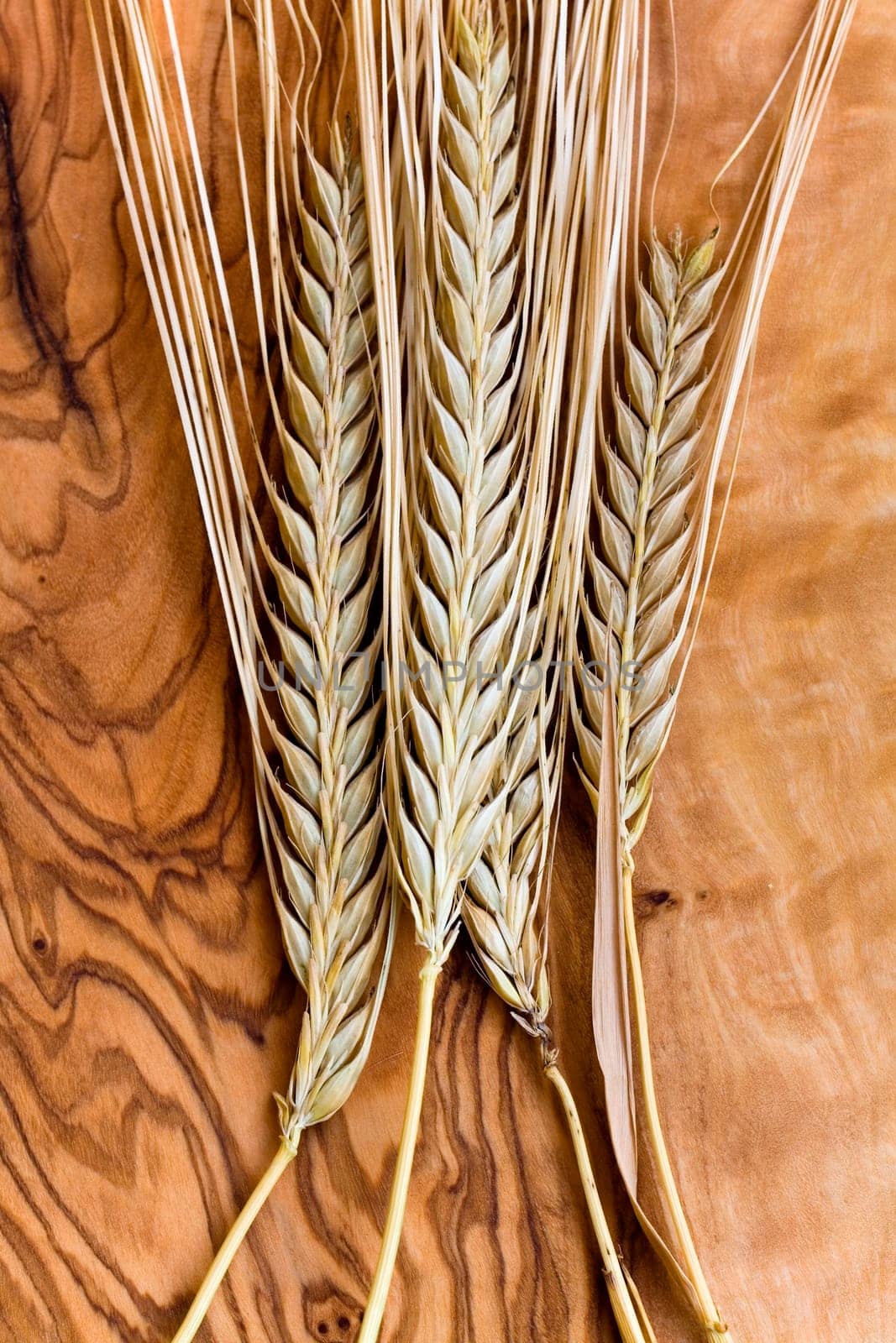 Cereal grain,wheat and ears of corn