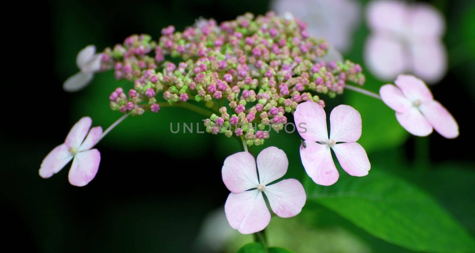 Garden hydrangea
