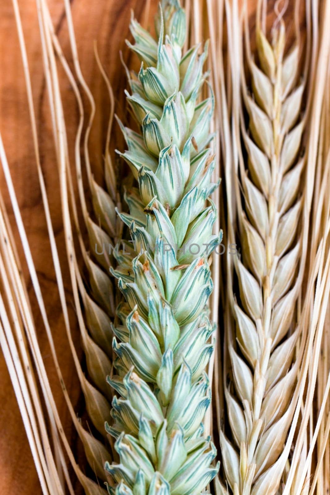 Barley,cereals,wheat and ears of corn