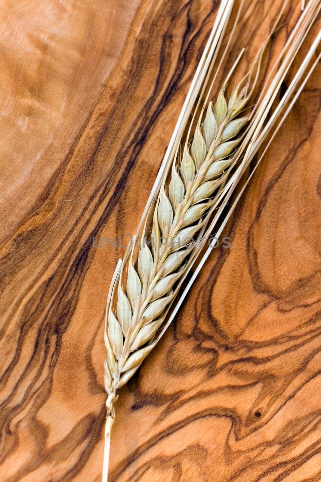 Cereal grain,wheat and ears of corn