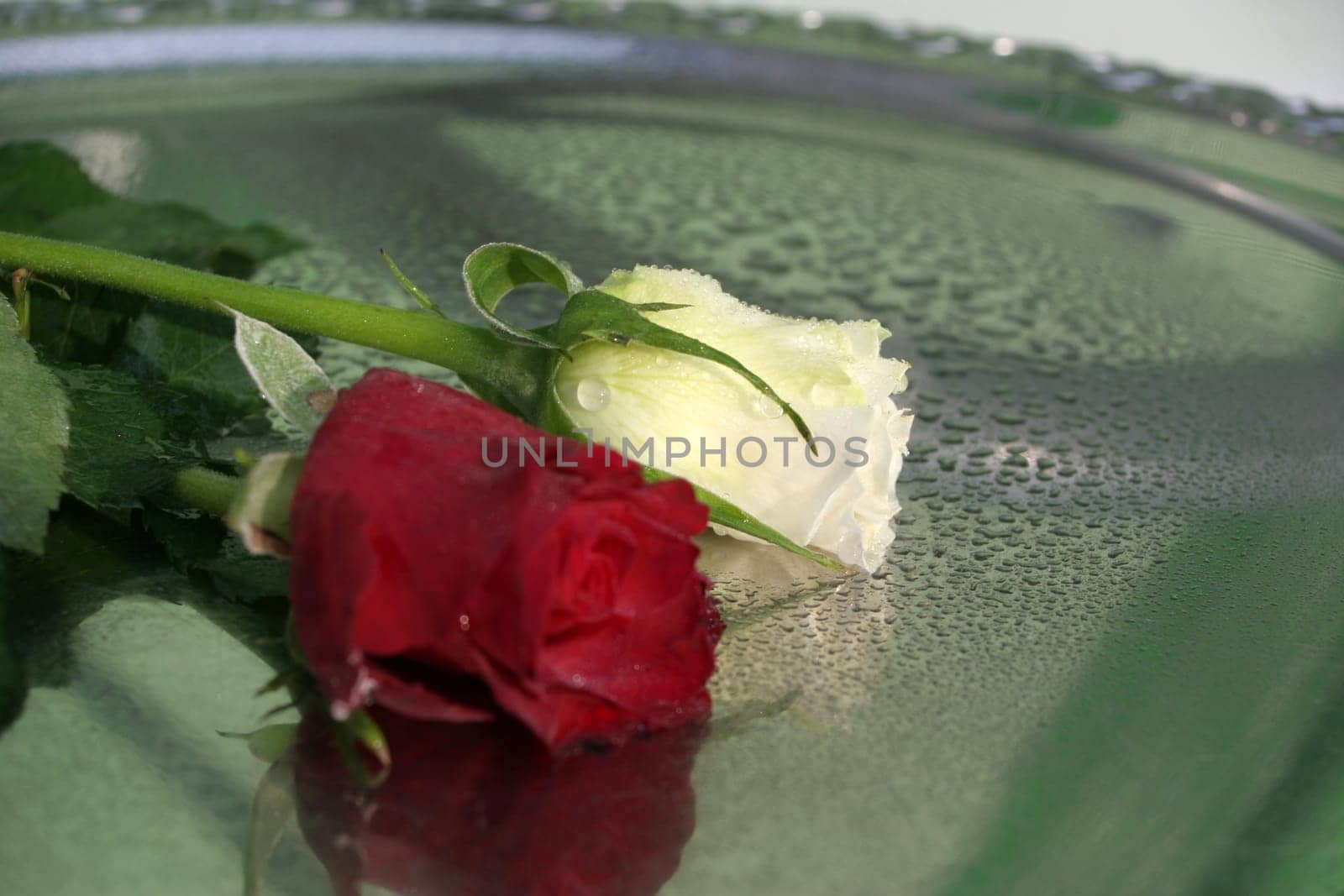 Roses