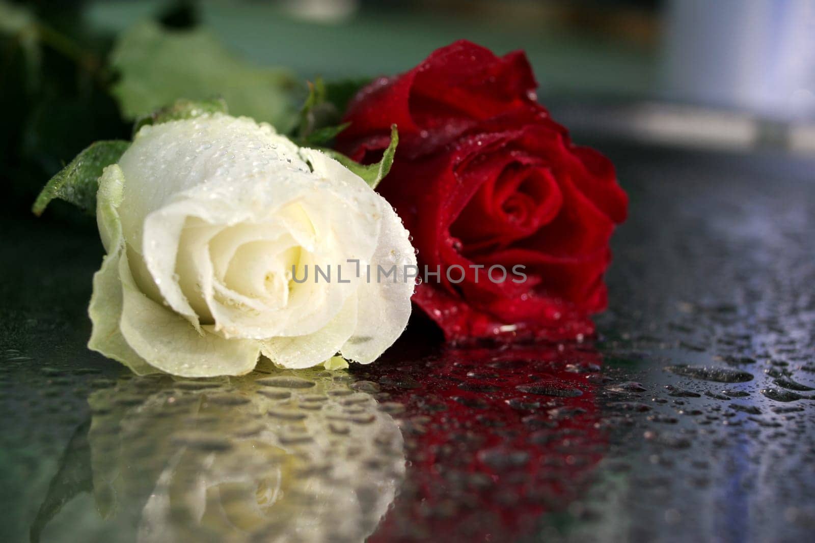 roses
