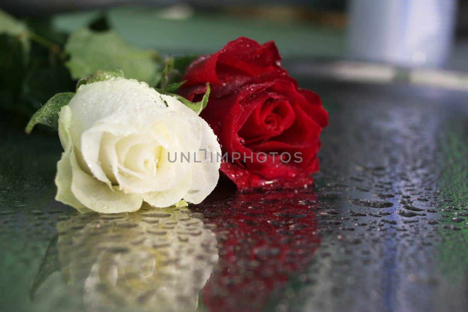 roses