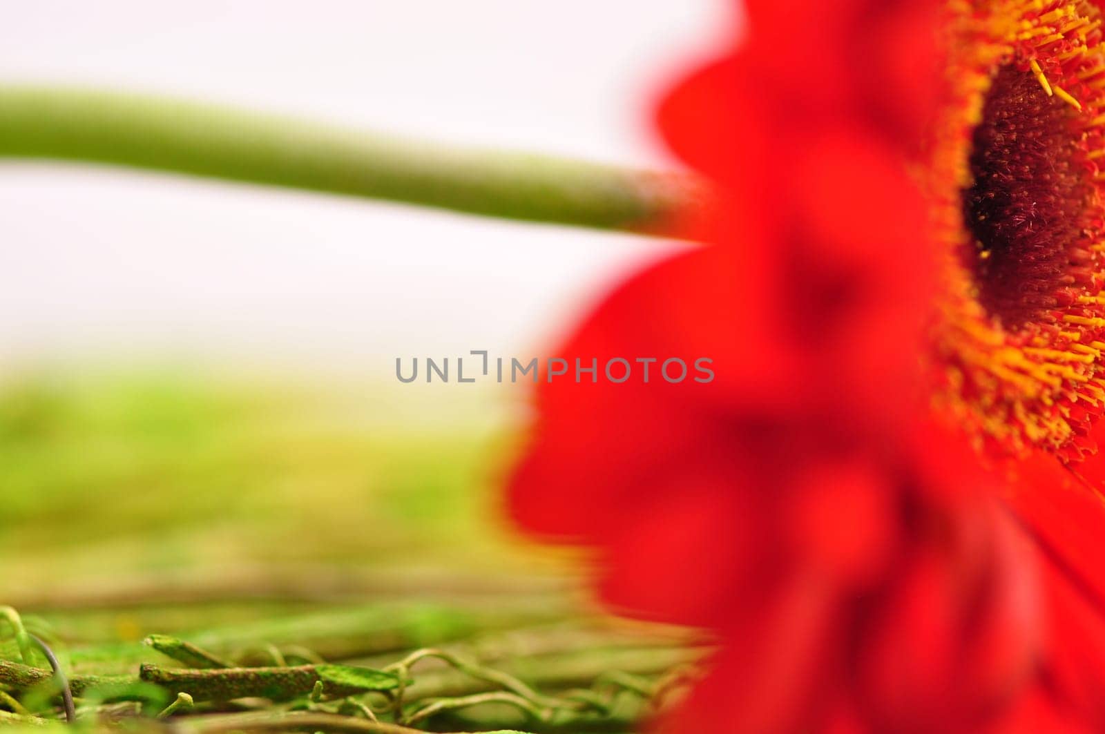Flower pistils abstract