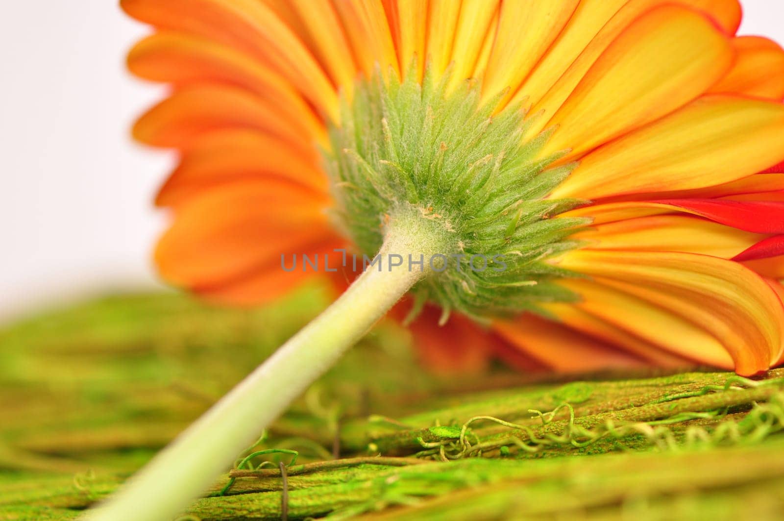 Gerbera goblet from behind with style